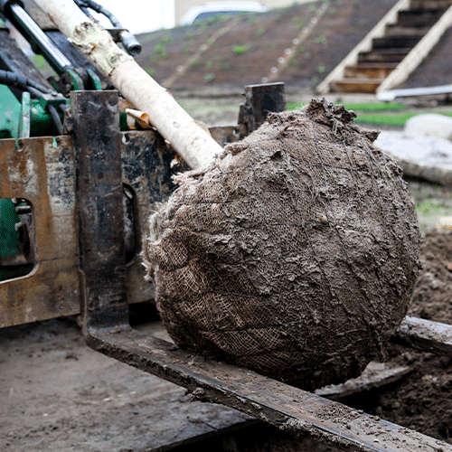 A Guide to Winter Root-ball Tree Planting & Aftercare – Naio Ltd
