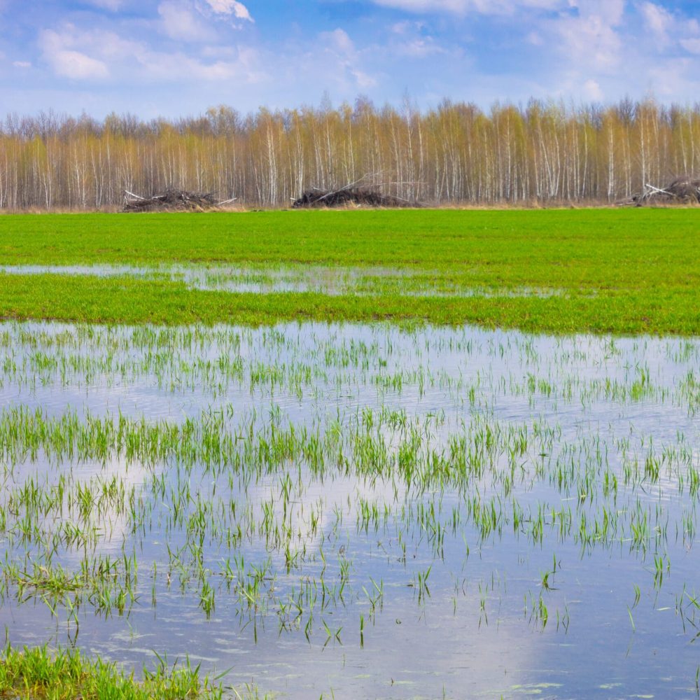 How to safeguard against waterlogging – Naio Ltd